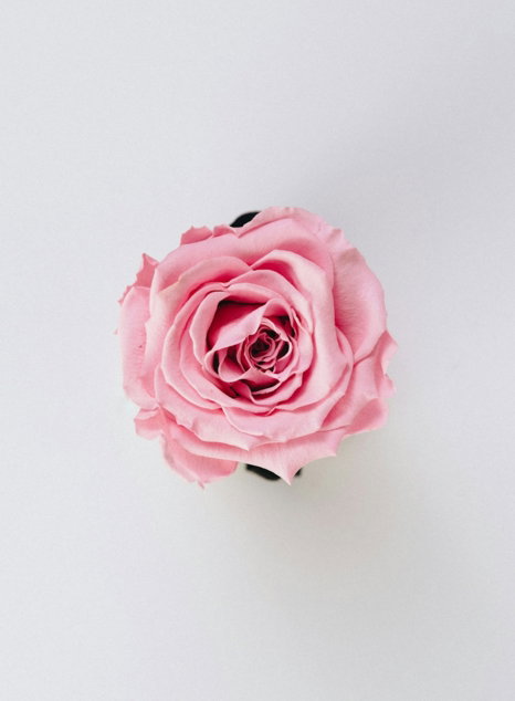 blooming pink flower